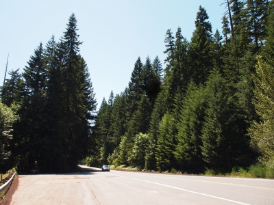 [View of the roadway with an automobile which is dwarfed by the evergreens on either side of the roadway.]